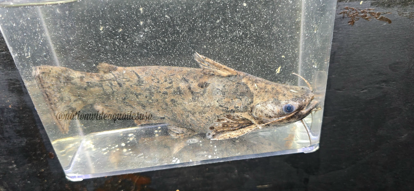 Driftwood Catfish (Trachelyopterus galeatus)