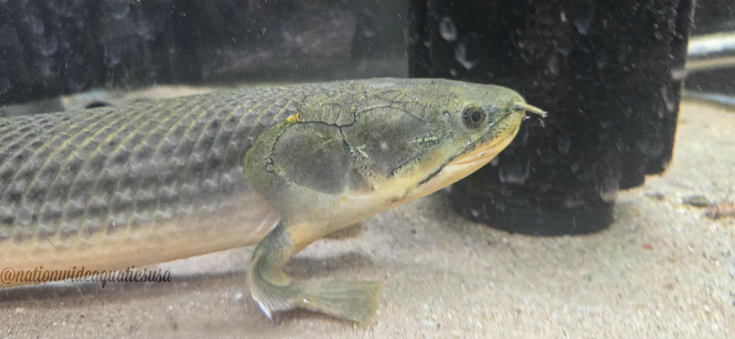 Polypterus weeksii XXL