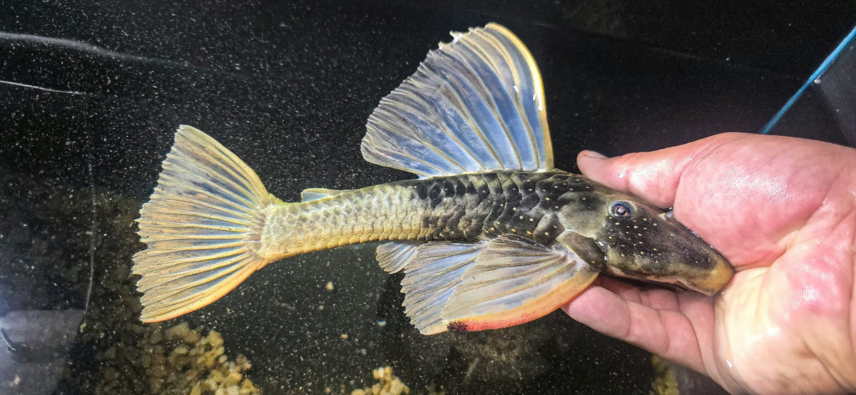 Hypostomus luteus phase 2.5