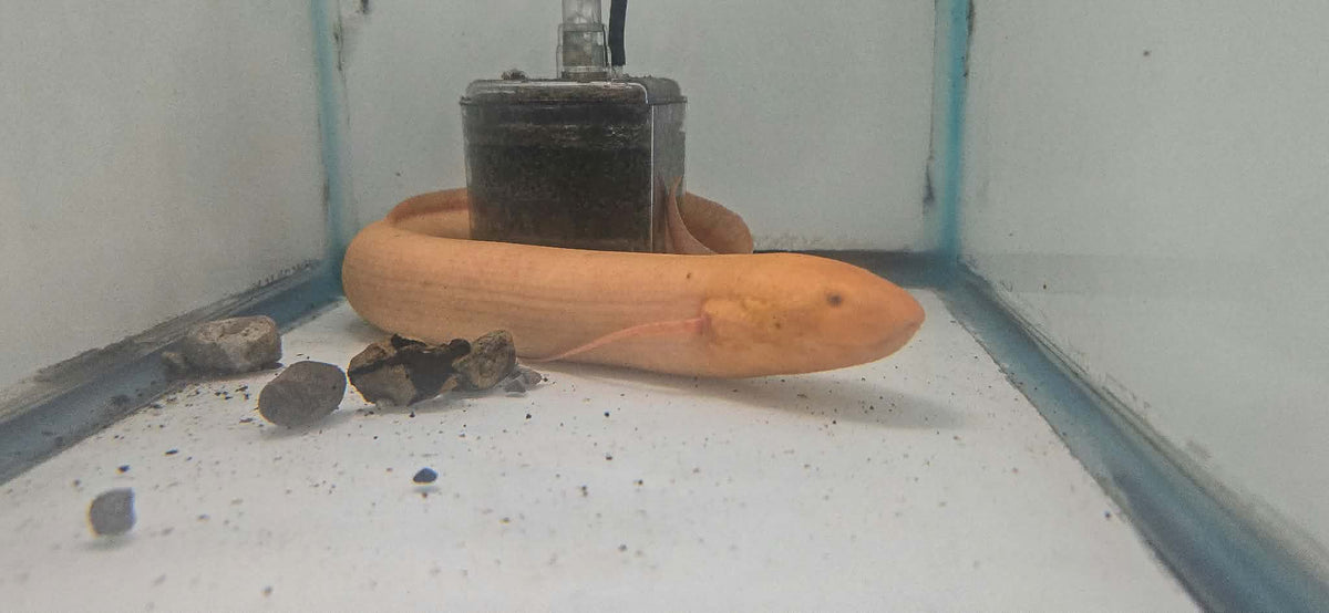 Albino African lungfish (protopterus sp) 14"-15"