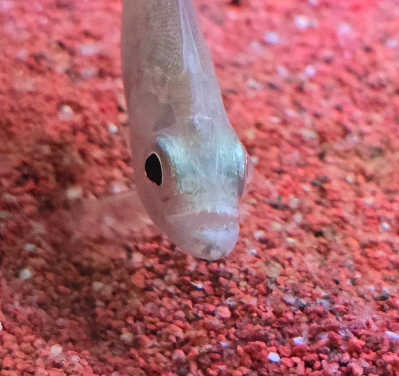 24k Gold piranha (Serrasalmus brandtii)