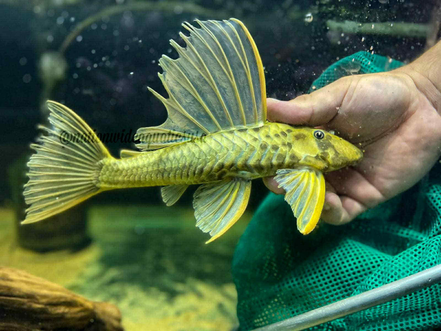 Hypostomus luteus phase 3 (10”)