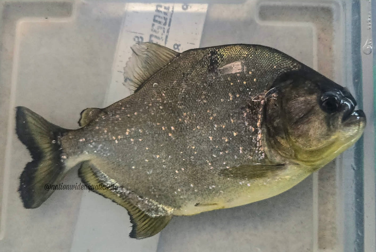 Serrasalmus maculatus 8"
