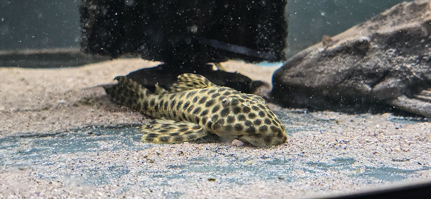 Hypostomus fuscomaculatus (small)