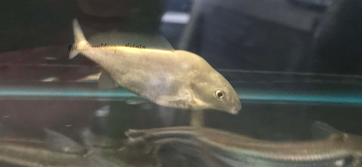 Platinum Dolphin (Mormyrus longirostris)