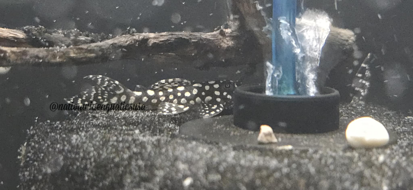 L136C (Hypancistrus sp.)