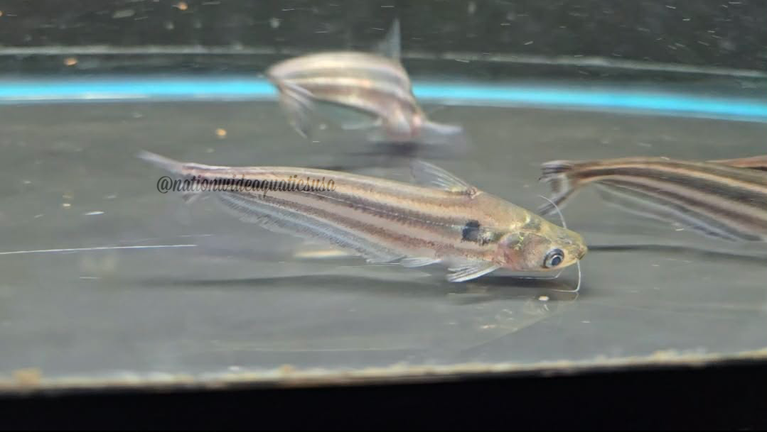 DWAEF Grass cutter catfish (Schilbe intermedius)