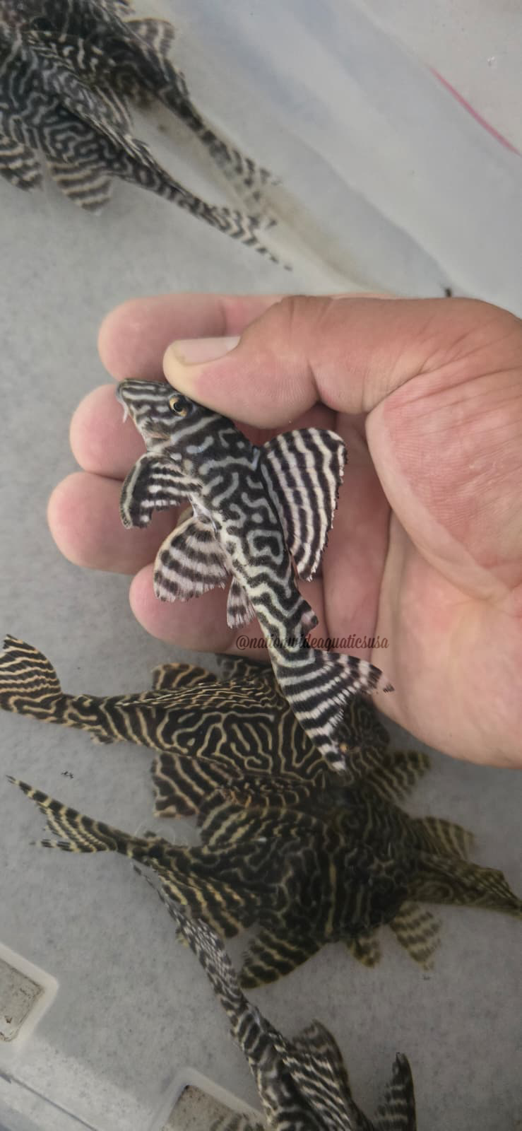 L333 Black and White King Tiger Pleco (Hypancistrus sp. L333) 6 pack