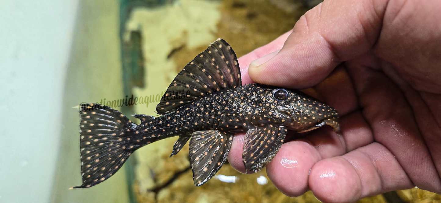 L029 Galaxy Pleco (Leporacanthicus galaxias) 3 pack