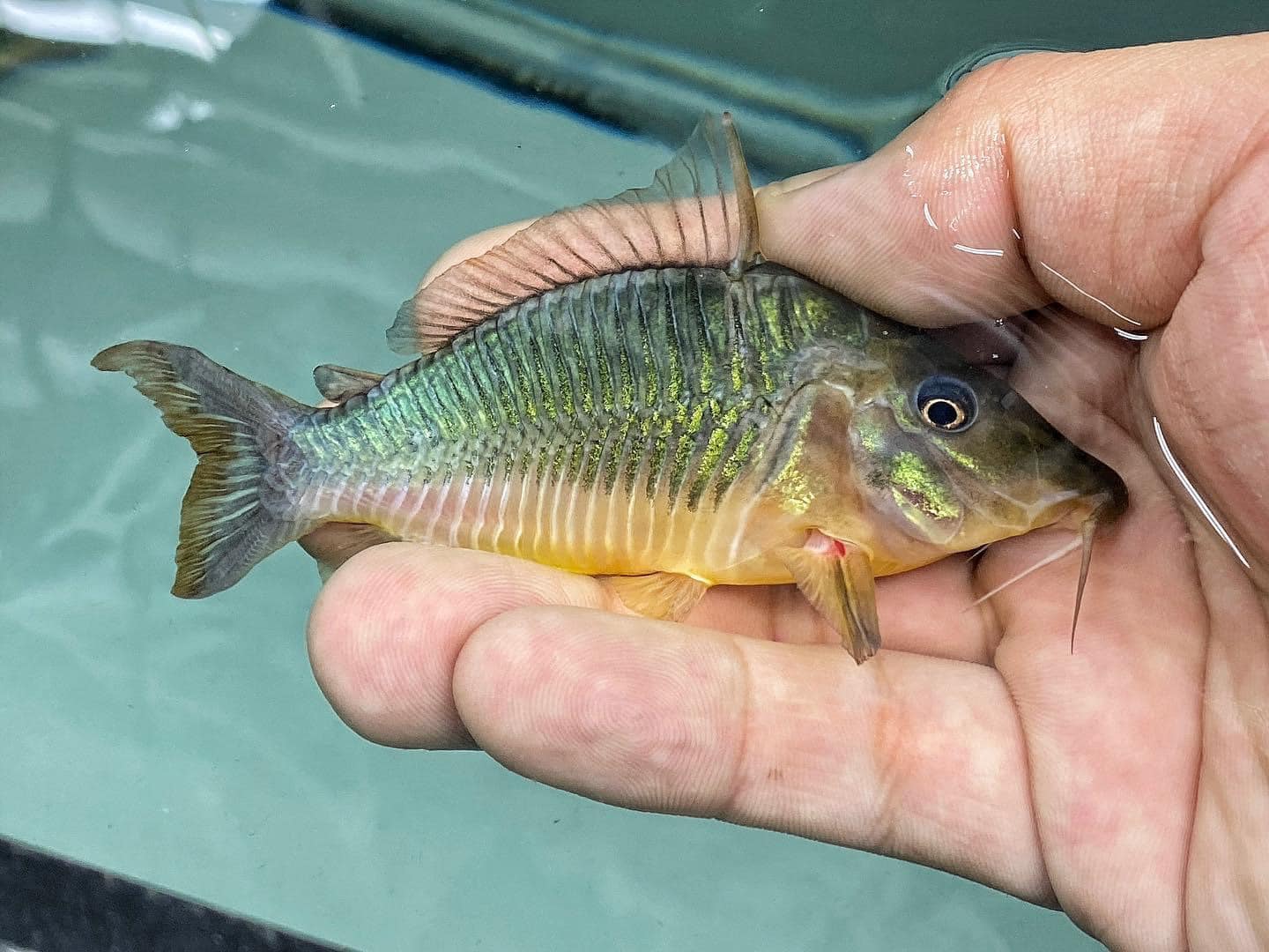 Hypostomus Sp. (L229) Afbleget Sugemalle