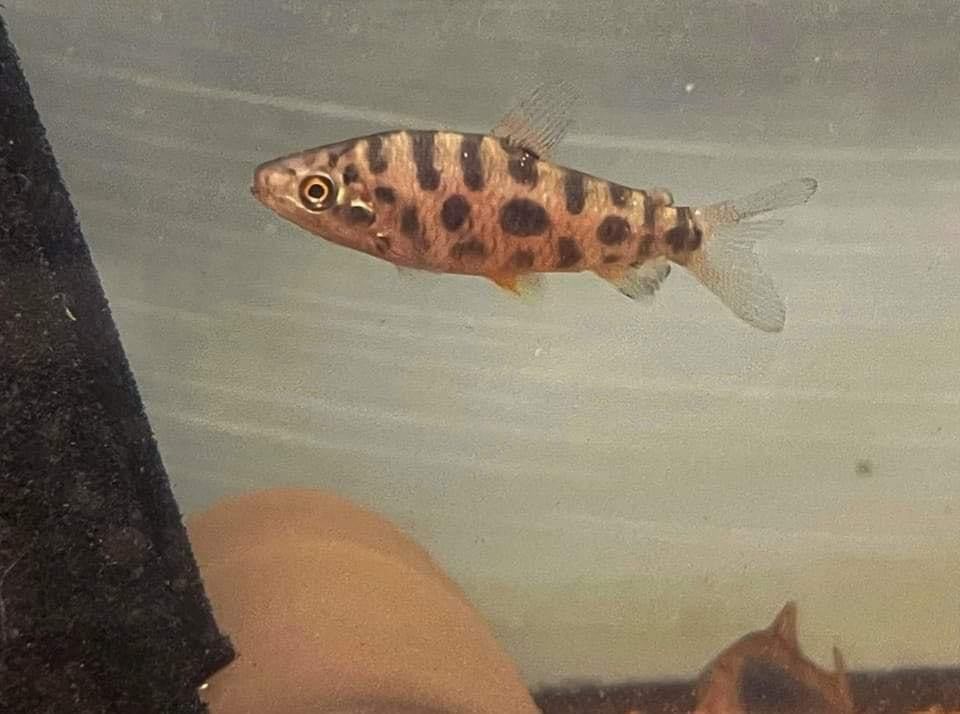 Leporinus Granti