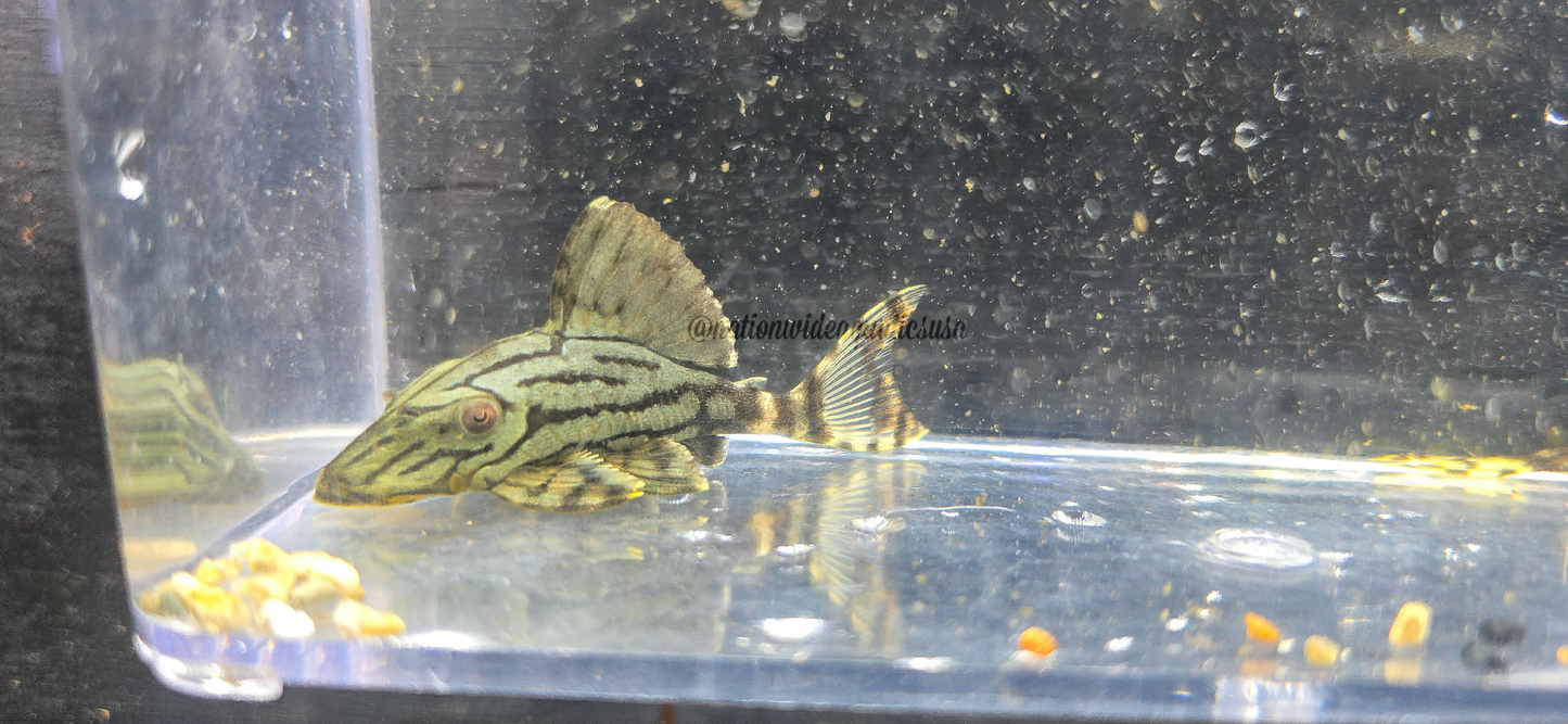 L191 Broken line Royal Pleco (Panaque sp)
