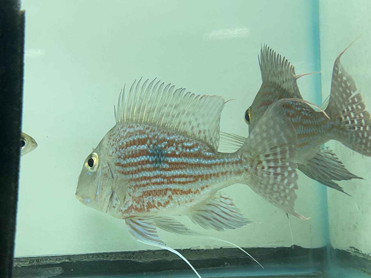 Geophagus Sveni