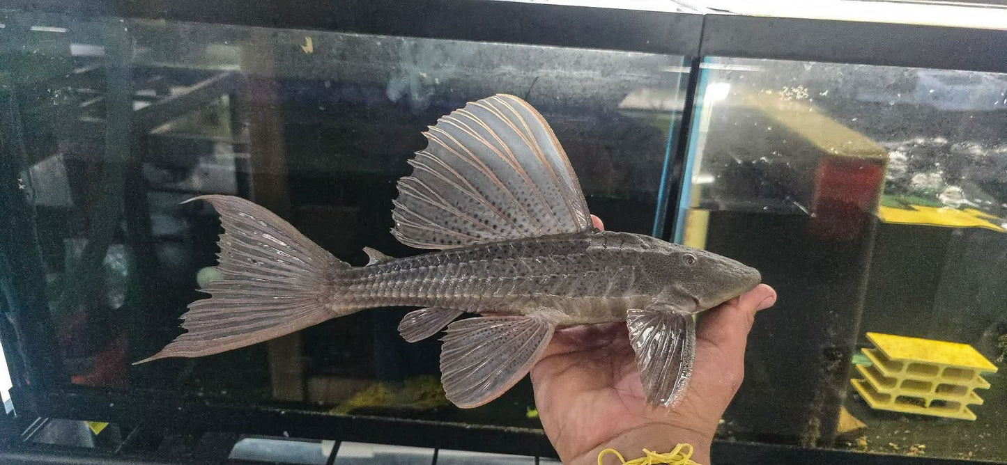 Hypostomus commersoni