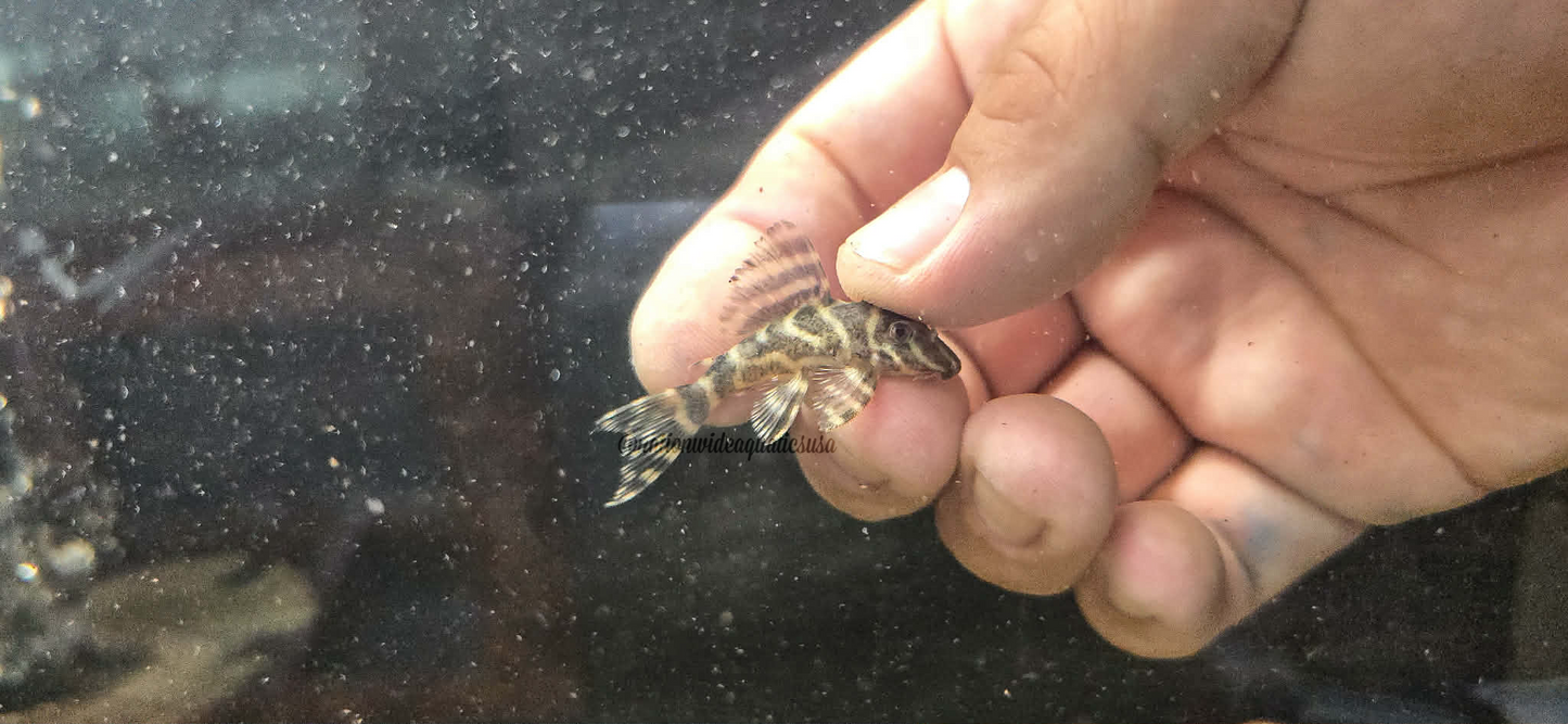 L270 Chocolate Zebra Pleco(Hypancistrus sp.)