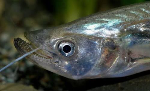 Belodontichthys dinema - Vampire catfish