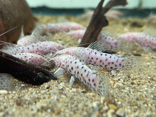 Albino Hoplo Catfish (Megalechis thoracata)