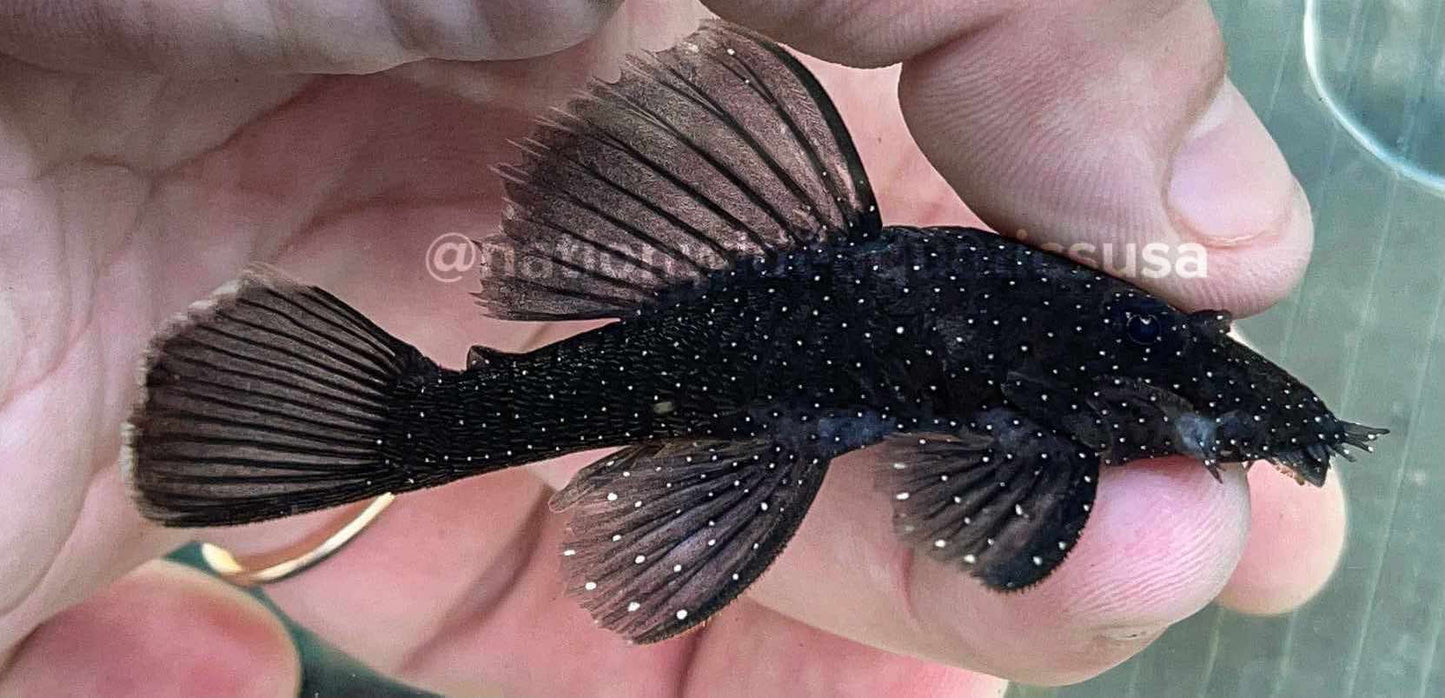 L183 Starlight Bristlenose (Ancistrus Dollchopterus)