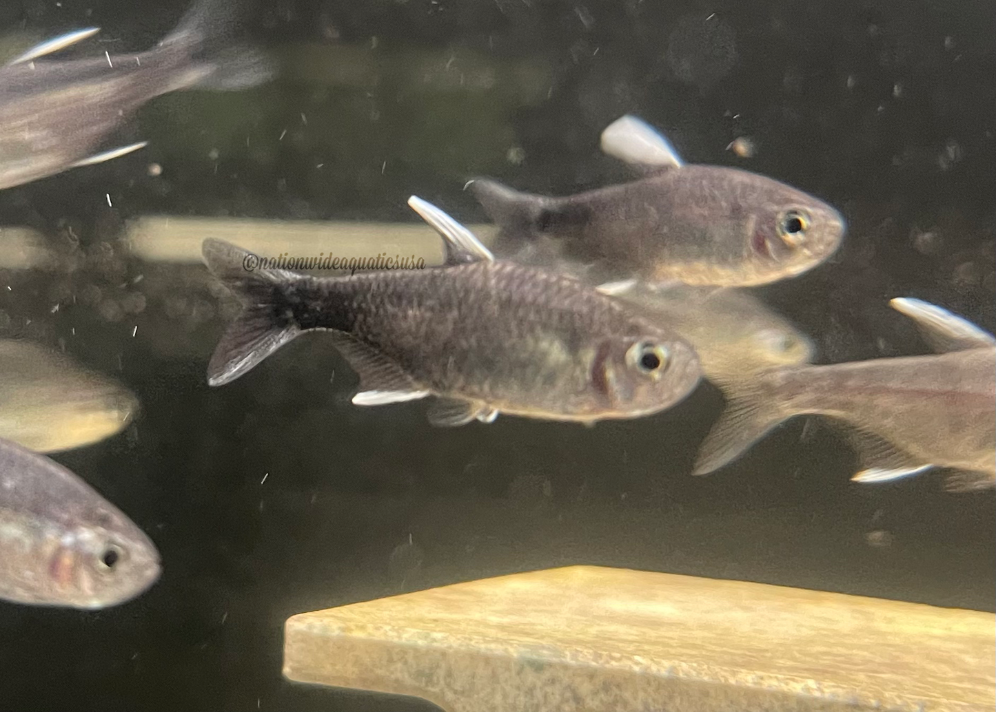 Hyphessobrycon negodagua