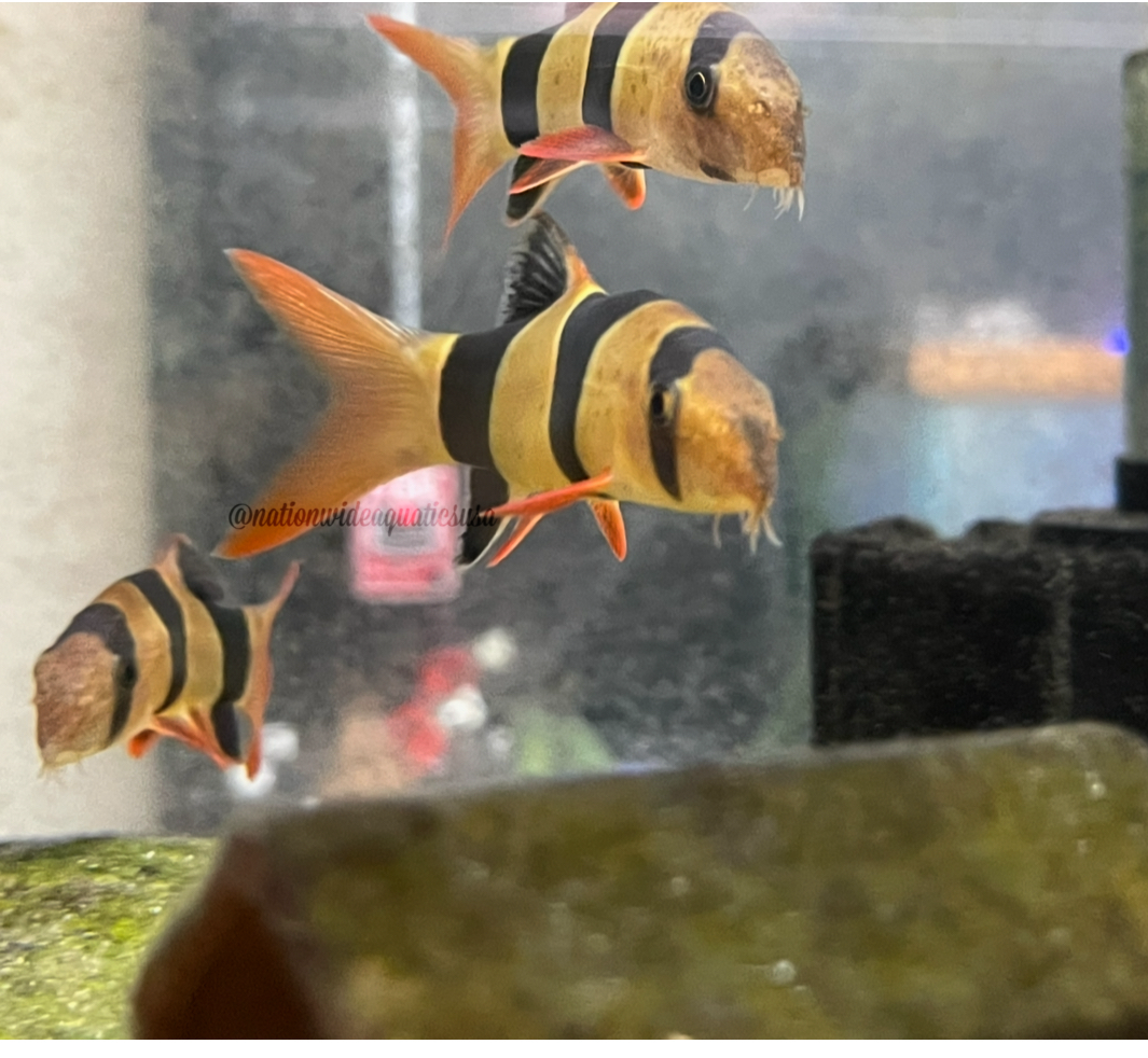 Clown Loach (Chromobotia macracantha) 1"