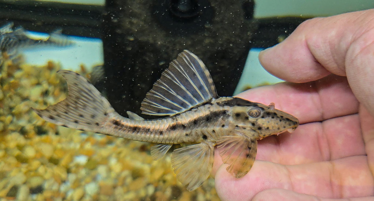 Hypostomus khimaera