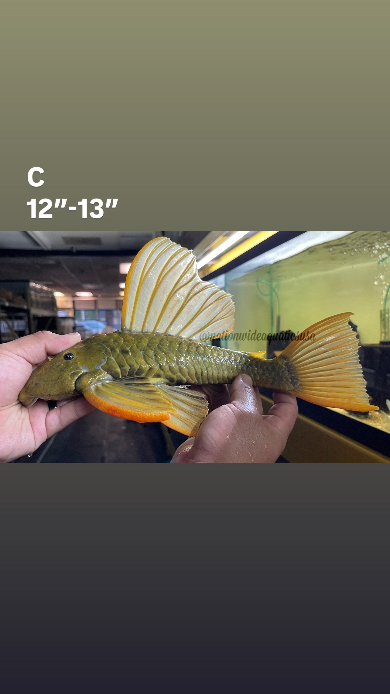 hypostomus luteus phase 3