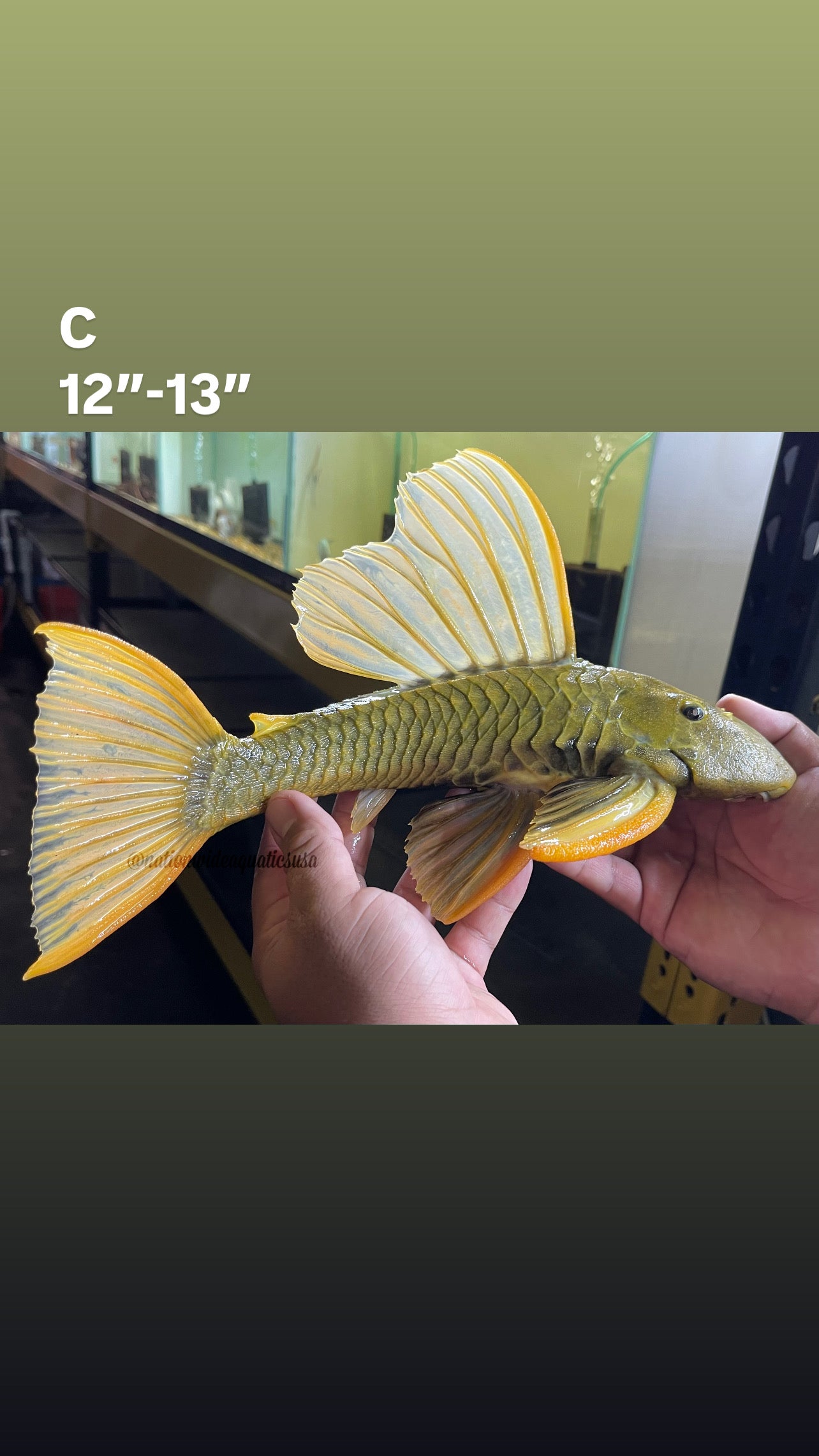 hypostomus luteus phase 3