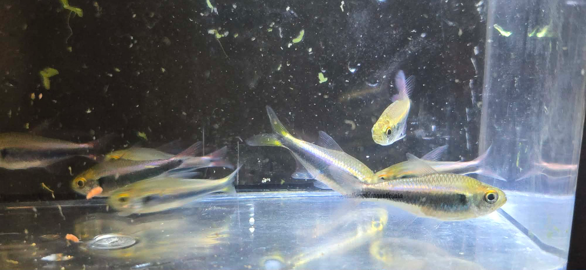 bleeding blue tetra (hyphessobrycon margitae)