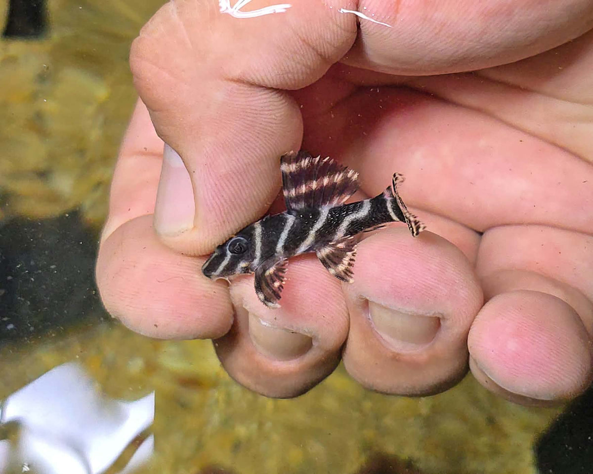 L270 Chocolate Zebra Pleco(Hypancistrus sp.)