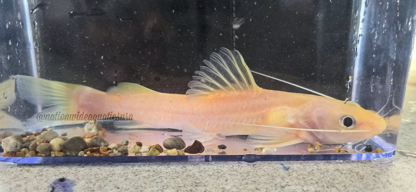 Hemibagrus cf. Planniceps Xanthic