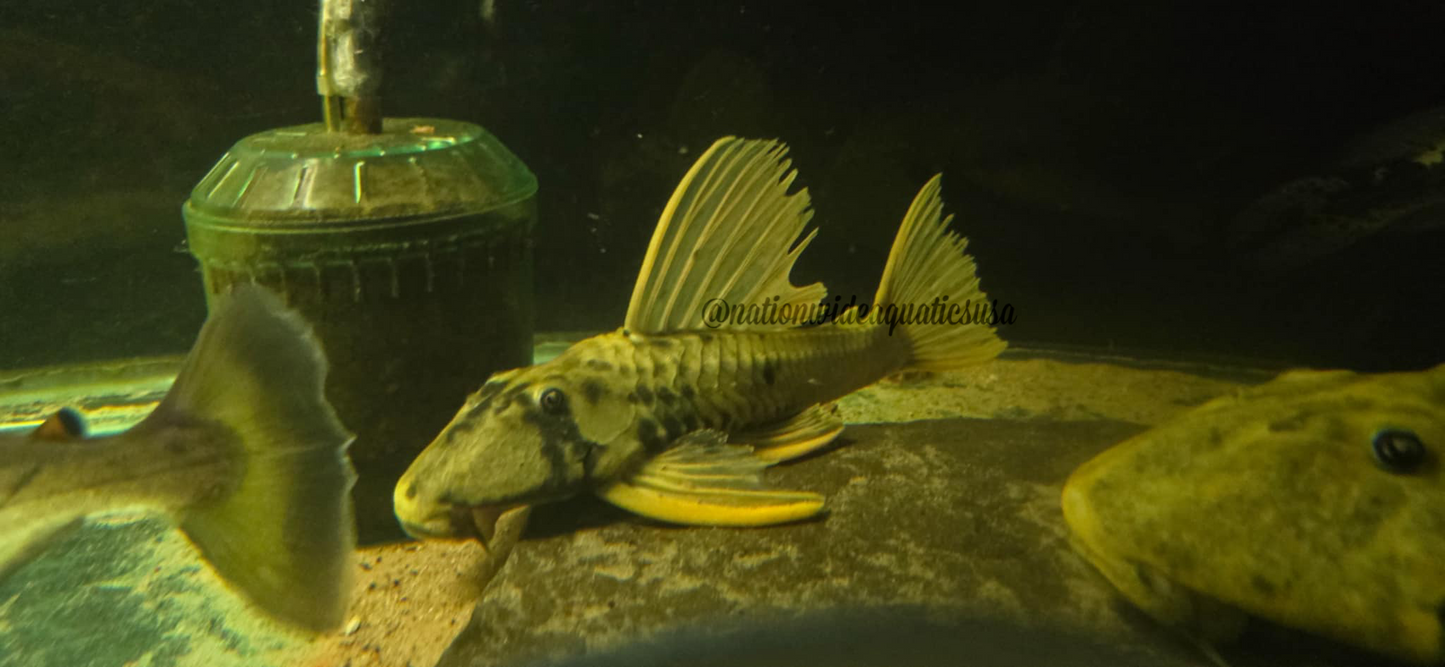 Hypostomus luteus phase 3 (10”)