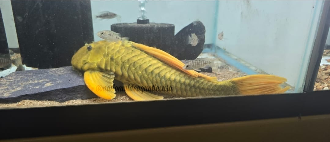 hypostomus luteus phase 3