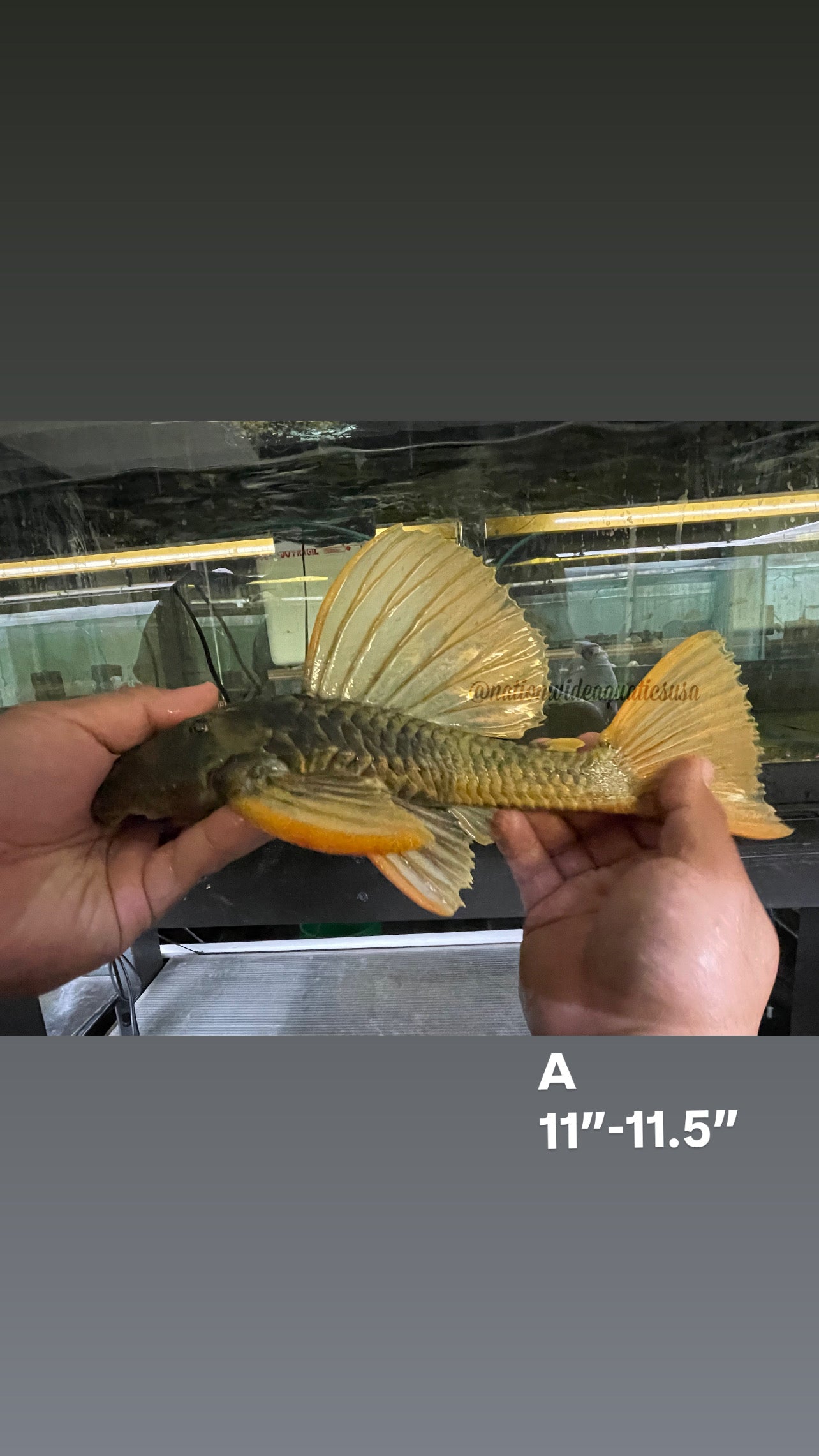 Hypostomus luteus phase II
11"-12"