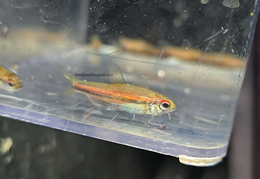 Neolebias unifasciatus 3 pack