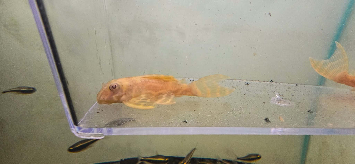 Albino L333 King Tiger Pleco (Hypancistrus sp. L333)