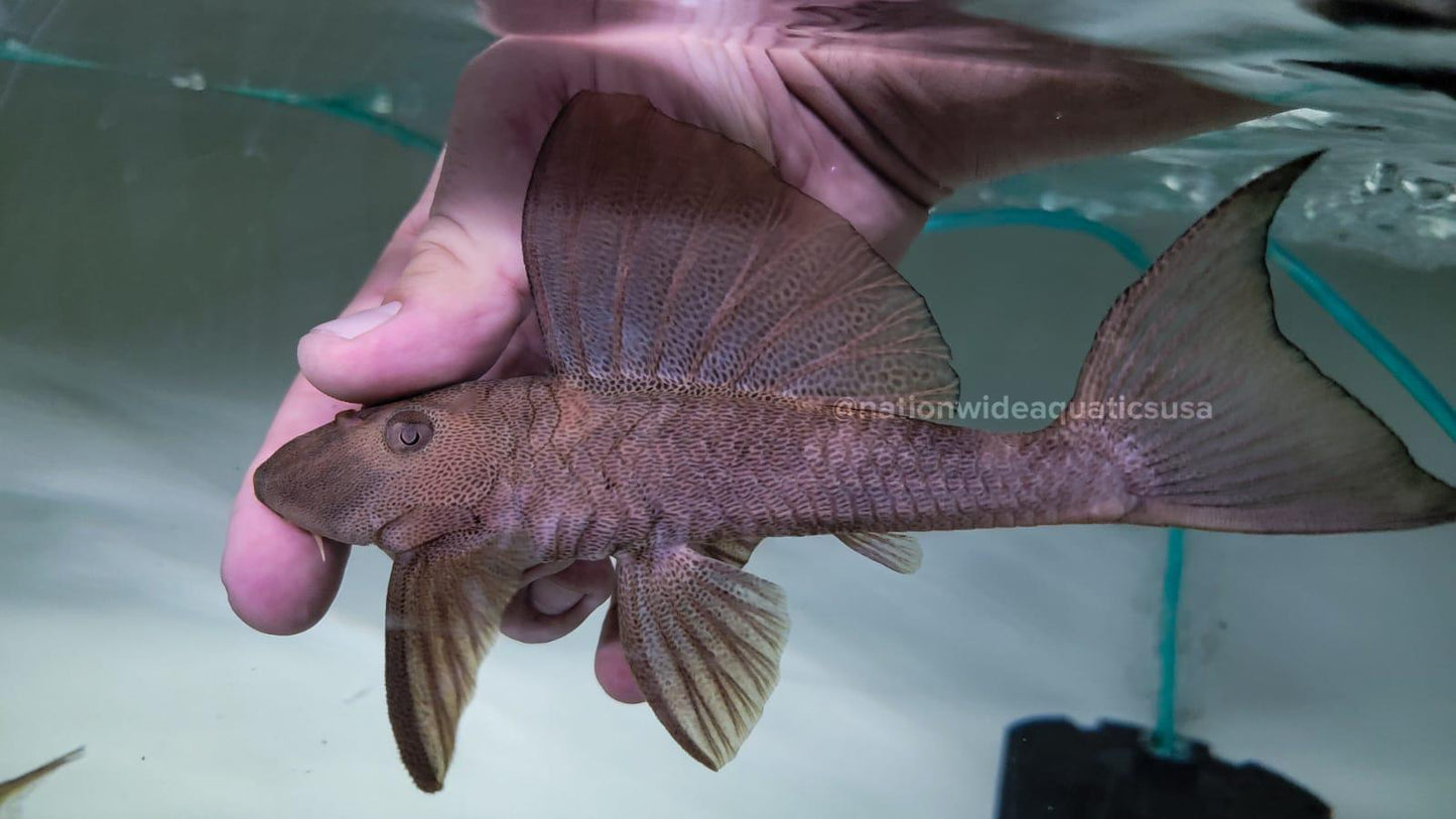 Hypostomus micromaculatus