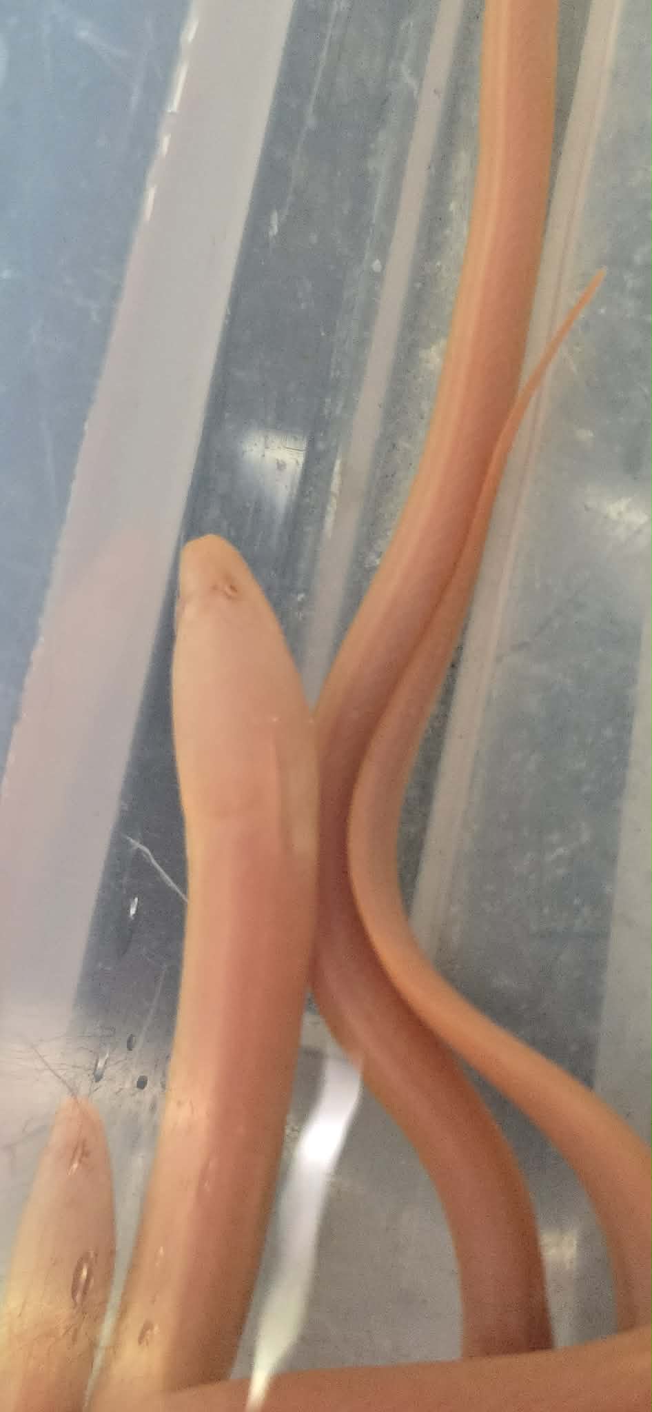 Albino Swamp Eel (Monopterus albus)