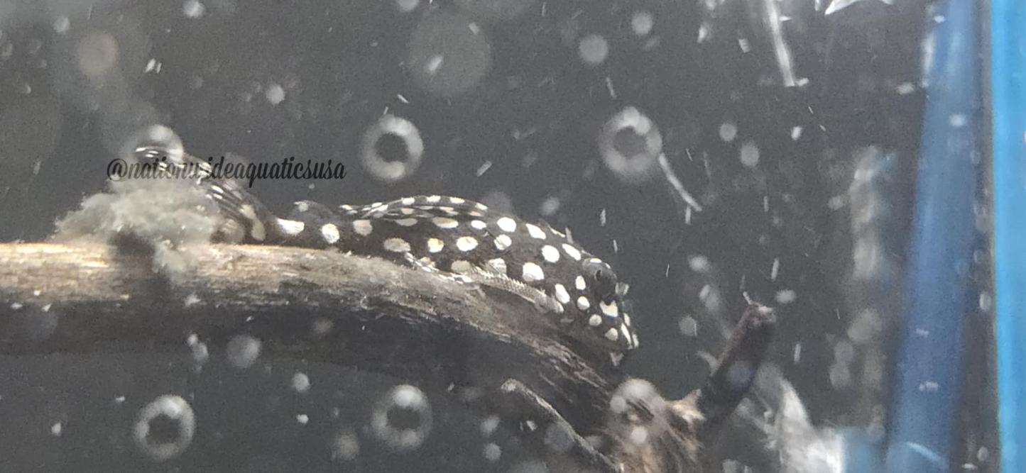 L136C (Hypancistrus sp.)