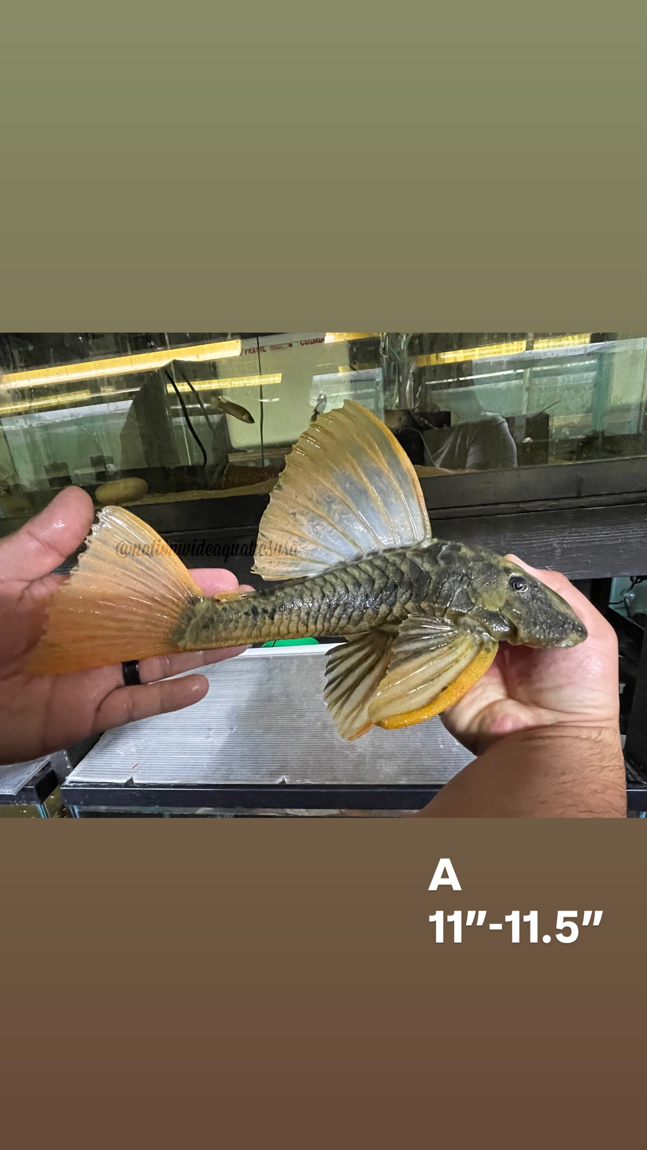 Hypostomus luteus phase II
11"-12"