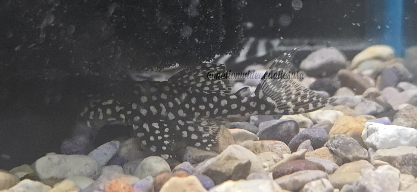 L136C (Hypancistrus sp.)