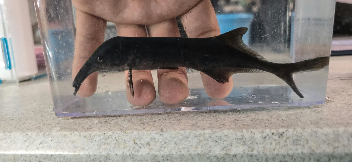 Campylomormyrus compressirostris