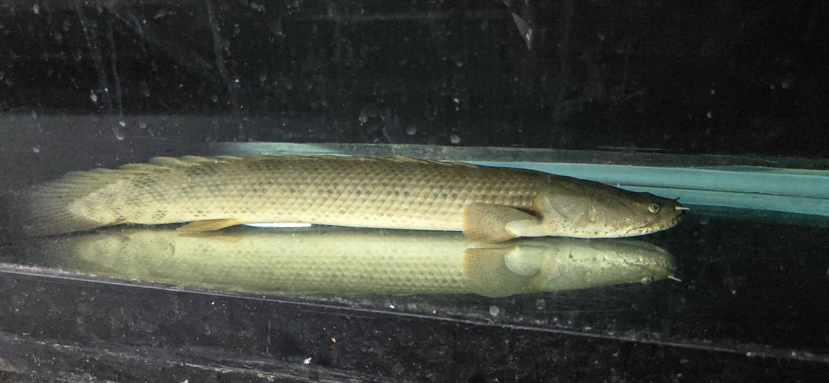 Guinean Bichir (Polypterus ansorgii) 22"-23"