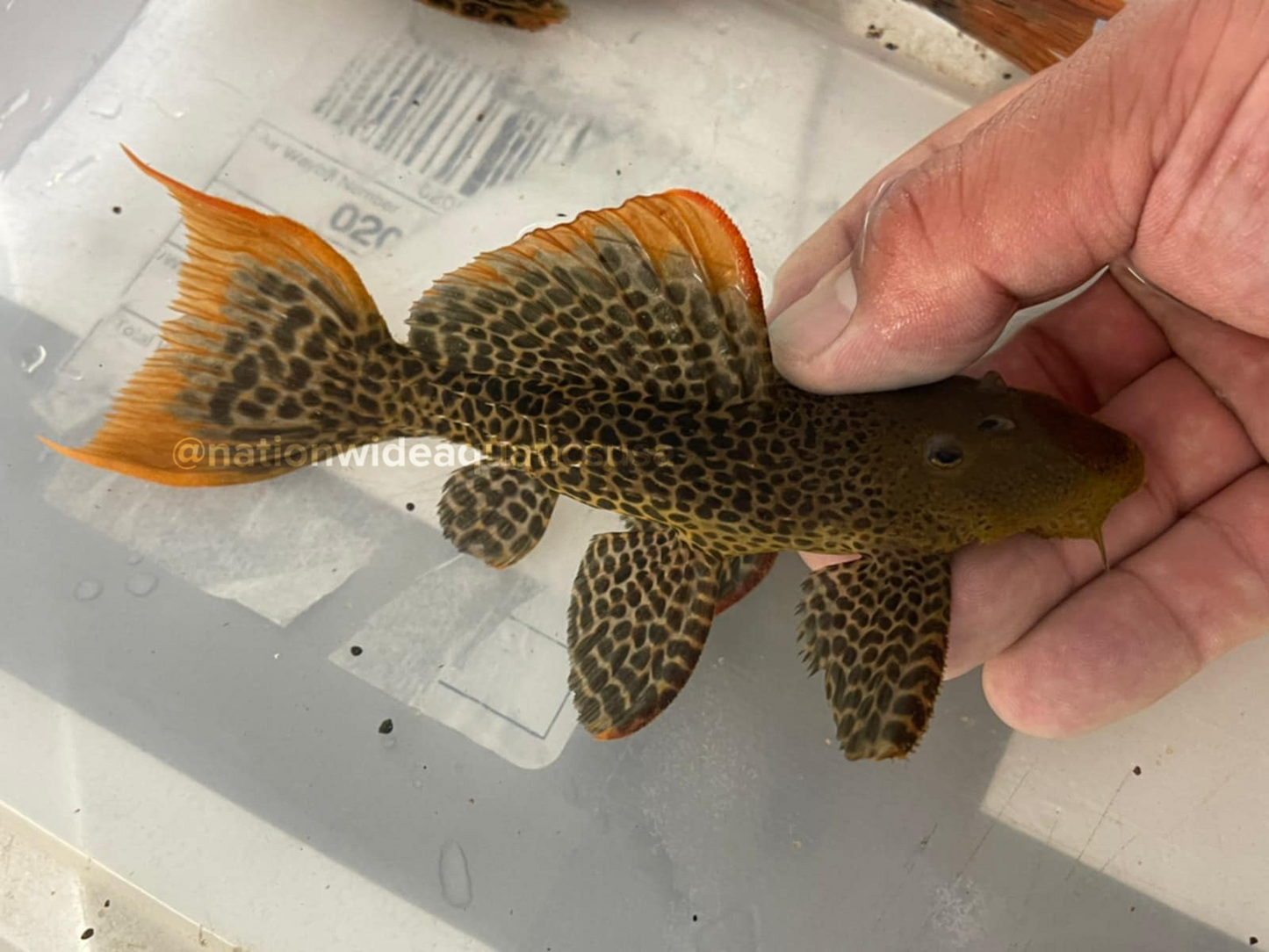 L600 Leopard Cactus Pleco (Pseudacanthicus Leopardus) 10”-11-