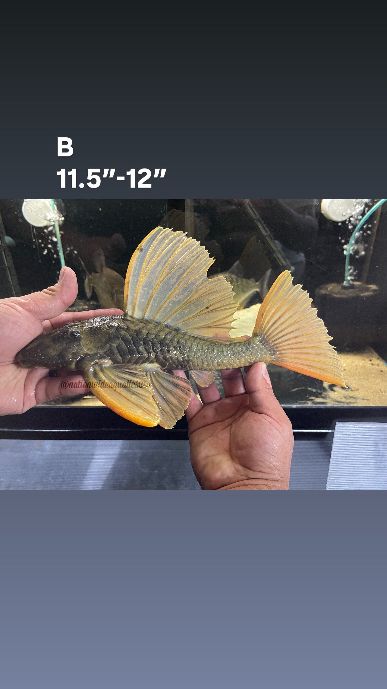 Hypostomus luteus phase II
11"-12"