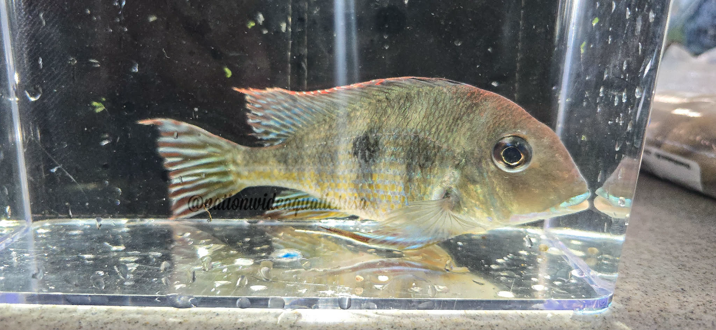 Red Head Tapajos(Geophagus pyrocephalus)
