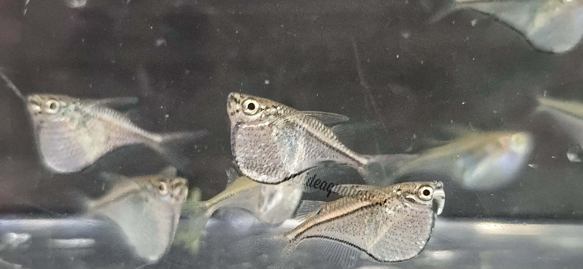Pygmy Hatchet (Carnegiella myersi)