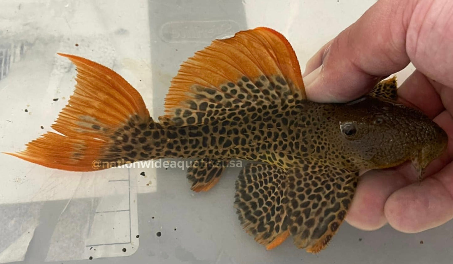 L600 Leopard Cactus Pleco (Pseudacanthicus Leopardus) 10”-11-