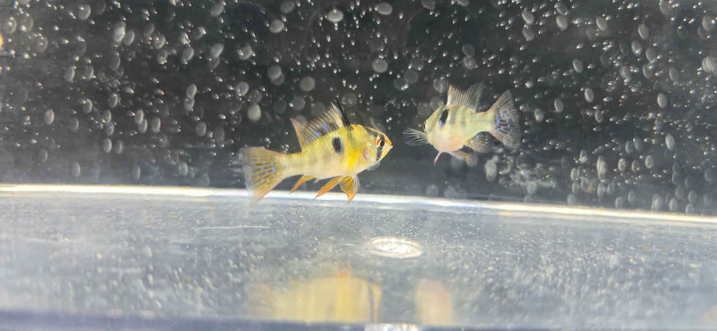 German Blue Ram (Mikrogeophagus ramirezi)