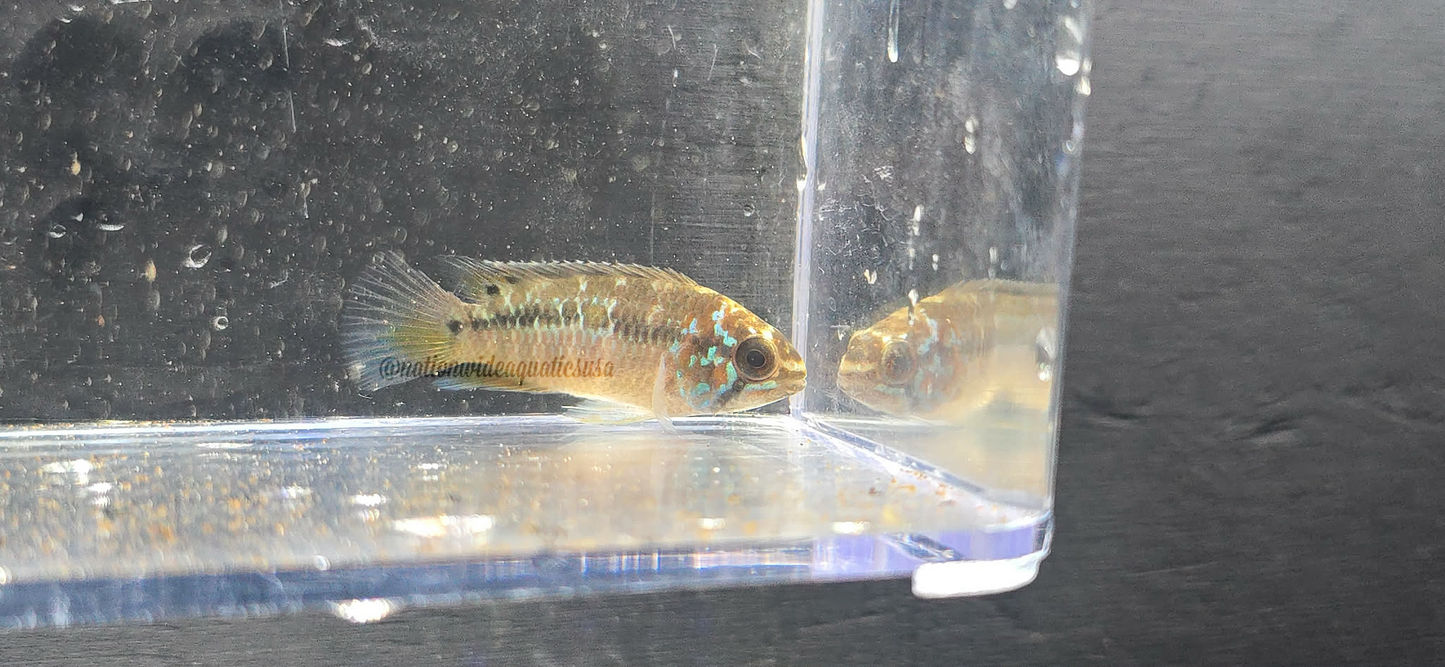 ivanacara bimaculata