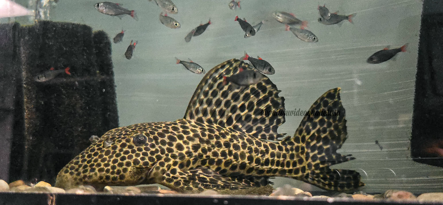 Megalancistrus parananus yellow